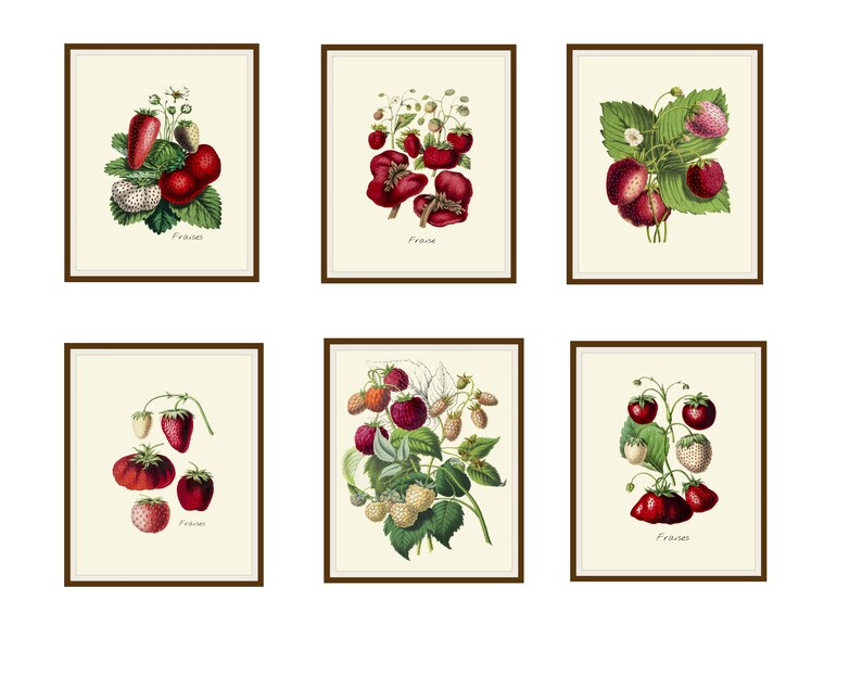 Set of 6 Vintage Botanical Art Print Poster Reproductions Etsy
