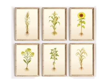 Printed: Set of 6 Vintage Agricultural Botanical Print | Farmhouse Crop Wall Art | Wheat, Corn, Rice, Soybean, Sunflower,  Canola | Unframed