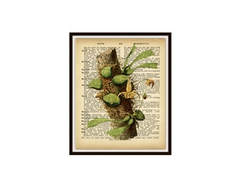 Printed Vintage Botanical Flower on Reproduction Dictionary Page Art Print Poster  8 x 10 or 11 x 14" Unframed, Botanical Flowes