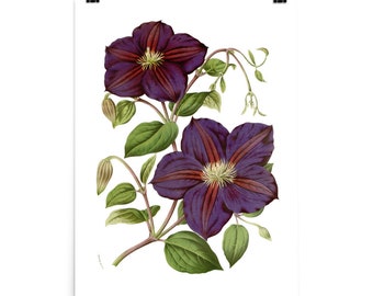Vintage botanische Blumen Kunst Illustration Poster, botanische Blumen, Blumenkunst, Blumenkunst Geschenk, Blumenposter