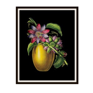 Vintage Botanical  Tropical Flower Art Print on Black Background, Giclee Art Print Reproductions Unframed,  8 x 10&quot; or 11 x 14&quot;