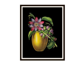 Vintage Botanical  Tropical Flower Art Print on Black Background, Giclee Art Print Reproductions Unframed,  8 x 10" or 11 x 14"