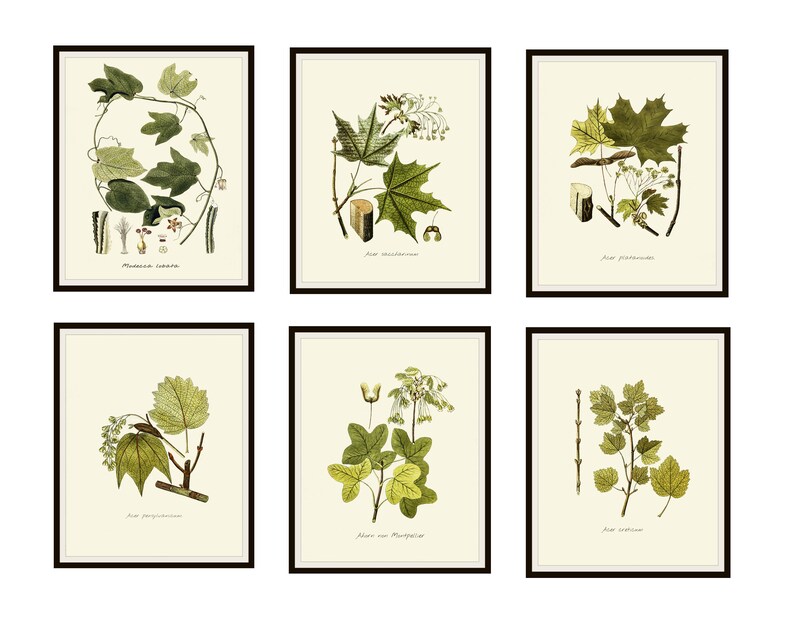 Set of 6 Vintage Botanical Art Print Poster Reproductions Etsy