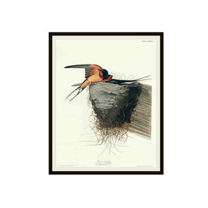 John J Audubon &quot;Barn Swallow&quot; Birds of America Reproduction Giclee Art Prints Unframed 5 x 7&quot;,  8 x 10&quot; or 11 x 14&quot;, Audubon Art Print