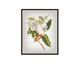 Vintage Botanical  Watercolor Magnolias on Grunge Background Reproduction Giclee Art Prints Unframed 5 x 7",  8 x 10" or 11 x 14"