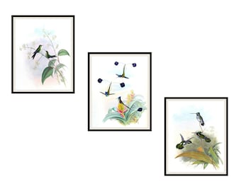 Set of  3 Vintage Botanical Art Print Poster Reproductions  "Hummingbirds"  Unframed 8 x 10" or 11 x 14"  by Naturalist John Gould