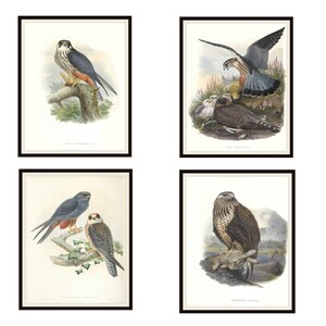 Set of 4 Vintage Botanical Art Print Poster Reproductions  &quot;Falcons by John Gould&quot;  Unframed 8 x 10&quot; or 11 x 14&quot;,  Unframed