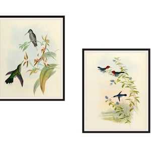 Set of  2 Vintage Botanical Art Print Poster Reproductions  &quot;Hummingbirds&quot;  Unframed 8 x 10&quot; or 11 x 14&quot;  by Naturalist John Gould