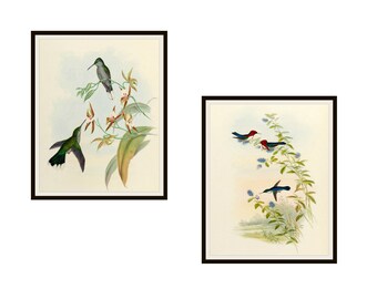 Set of  2 Vintage Botanical Art Print Poster Reproductions  "Hummingbirds"  Unframed 8 x 10" or 11 x 14"  by Naturalist John Gould