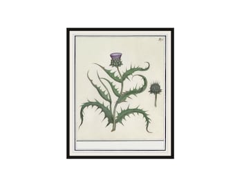 Vintage Botanical Artichoke Art Print by de Boodt, Giclee Art Print Reproductions Unframed,  8 x 10" or 11 x 14"