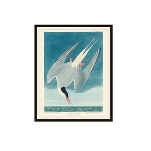John J Audubon "Noordpoolstern" van Birds of America reproductie Giclee Art Prints ingelijste 5 x 7", 8 x 10" of 11 x 14", Audubon Art Print