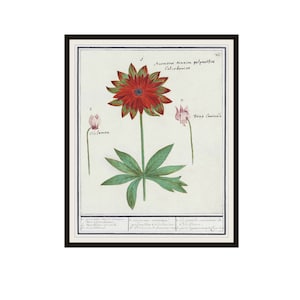 Vintage Botanical Anemone Art Print by de Boodt, Giclee Art Print Reproductions Unframed,  8 x 10&quot; or 11 x 14&quot;