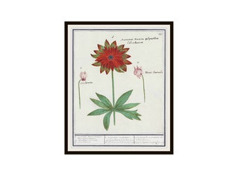 Impresión de arte de anémona botánica vintage de de Boodt, reproducciones de impresión de arte giclée sin marco, 8 x 10" o 11 x 14"