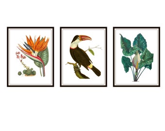 Set mit 3 tropischen Aquarell Giclée-Kunstdrucken, Wandkunst, Strandhaus, Ferienobjekt Dekor, Airbnb-Dekor, Paradiesvögel, ungerahmt