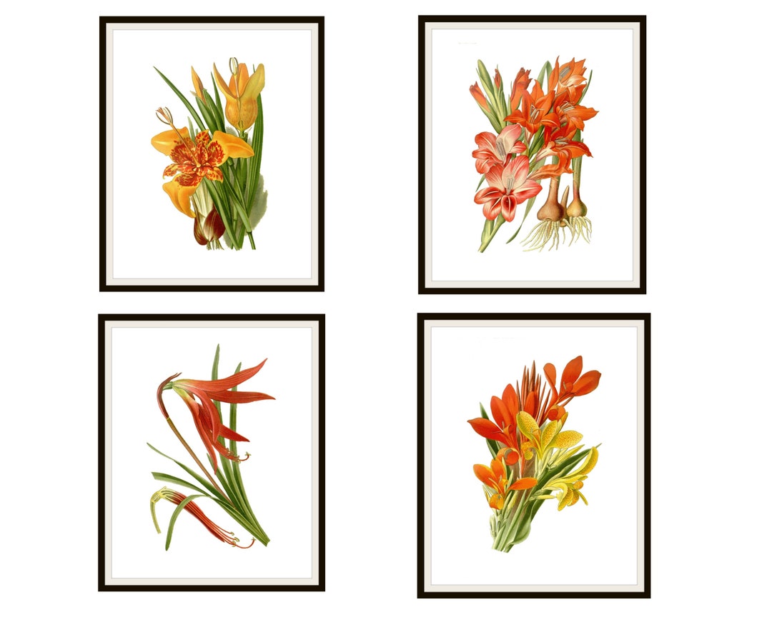 Set of 4 Vintage Botanical Art Print Poster Reproductions "red Orange ...