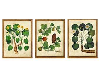Set of 3 Vintage Botanical Art Prints #1 | Antique Plant Illustrations on Aged Paper | Herbal Botanical Wall Art Collection | Unframed