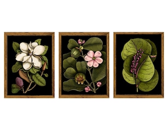 Printed Curated Set of 3 Dark Moody Botanical Prints | Vintage Magnolia, Clusia and  Sea Grape Wall Art  | Floral Wall Art | Giclee Prints