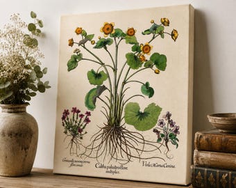 Vintage Botanical Print  | Besler  Caltha palustris Wall Art | Antique Botanical Illustration |  Giclee Art print, Large Poster or Canvas