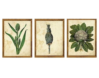 Set of 3 Vintage Botanical Art Prints #1 | Antique Plant Illustrations on Aged Paper | Herbal Botanical Wall Art Collection | Unframed