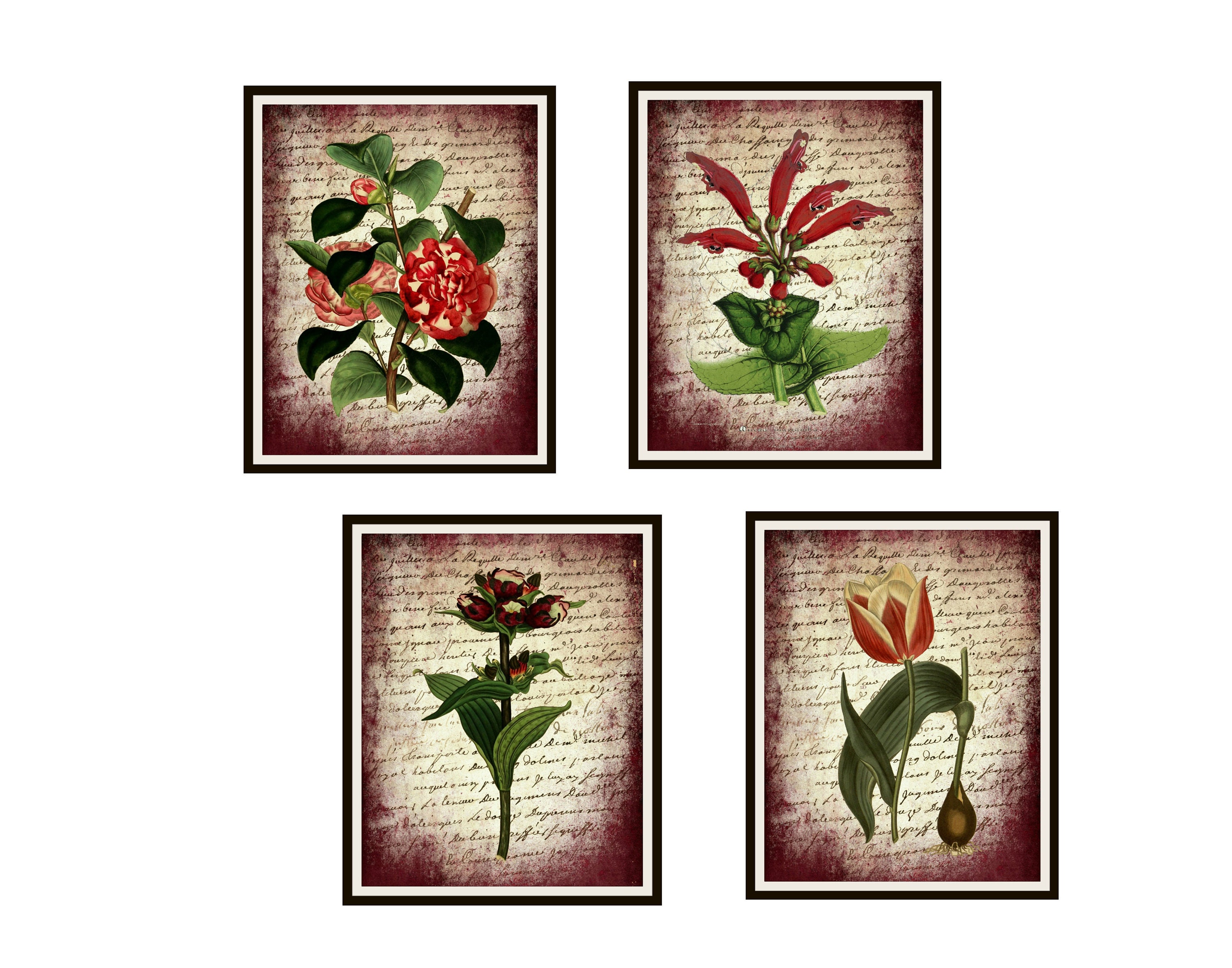 Set of 4 Vintage Botanical Art Print Poster Reproductions Red Flowers ...