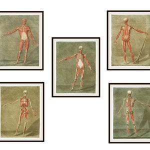 Set of 5 Vintage  Anatomical Illustration Giclee Art Print Reproductions Unframed, 5 x 7&quot;, 8 x 10&quot; or 11 x 14&quot;, Anatomy Drawings, Human Body