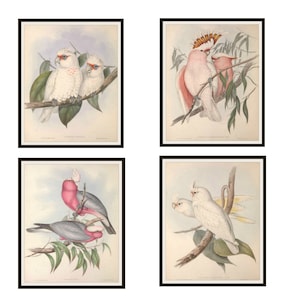 Set von 4 Vintage botanische Kunst Druck Poster Reproduktionen Papageien&quot;&quot; ungerahmt 8 x 10&quot;