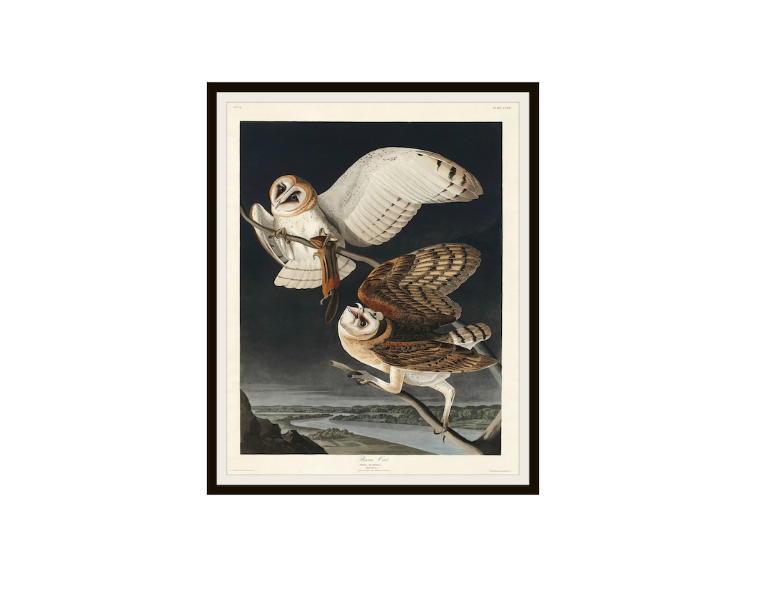 John J Audubon "barn Owls" From Birds of America Reproduction Giclee ...
