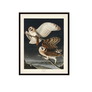 John J Audubon "Barn Owls" From Birds of America Reproduction Giclee Art Prints  Unframed 5 x 7",  8 x 10" or 11 x 14", Audubon Art Print
