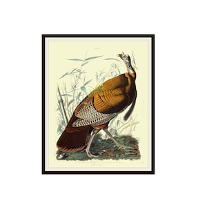 John J Audubon "Turkey Tom" Birds of America Reproduction Giclee Art Prints Unframed 5 x 7",  8 x 10" or 11 x 14" Audubon Print