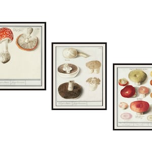 Set of 3 Vintage Botanical Mushroom Art Prints by de Boodt, Giclee Art Print Reproductions Unframed, 5 x 7&quot;, 8 x 10&quot; or 11 x 14&quot; Kitchen Art