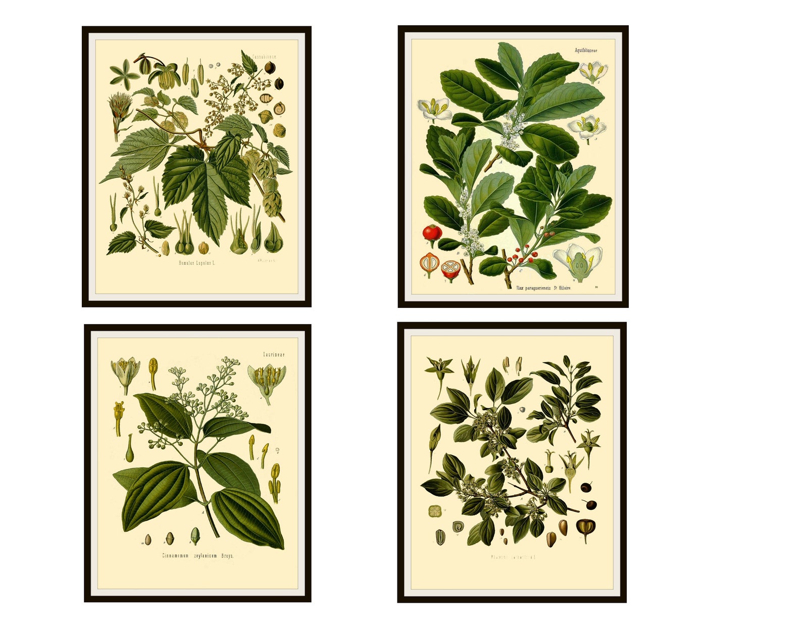 Set of 4 Vintage Botanical Herbal Art Print Poster Etsy