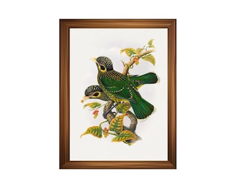 Printed Emerald Barbet Bird Botanical Art Print – Vintage Tropical Bird Wall Decor | Antique Nature Illustration