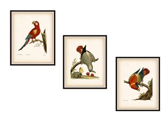 Set of 3 Vintage Botanical Parrots Fine Art Reproduction Prints , Giclee Art Reproductions  Unframed 8 x 10" or 11 x 14"