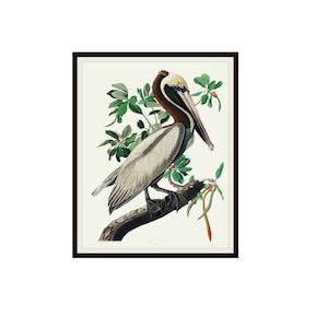 John J Audubon "Brown Pelican" From Birds of America Reproduction Giclee Art Prints Unframed 5 x 7",  8 x 10" or 11 x 14", Audubon Art Print