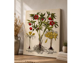 Vintage Botanical Print  | Besler  Red Helleborus & Yellow Crocus Antique Floral  |  Giclee Art print, Large Poster or Canvas