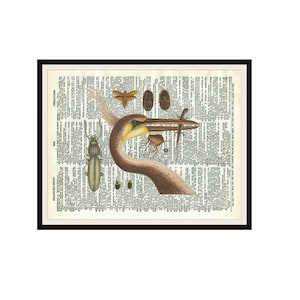 Könnte beinhalten: Eine Vintage-Illustration eines braunen Vogels mit langem Hals und Schnabel, umgeben von verschiedenen Insekten und Käfern auf einer Seite aus einem alten Buch. Zu den Insekten gehören ein Käfer, ein Nachtfalter und eine Libelle.