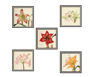 Set of 5 Amaryllis Vintage Art Print Reproduction Poster Unframed Floral Prints , Beach House Art Prints, Farm House Art