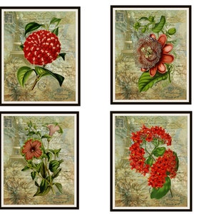 Conjunto de 4 Vintage Botanical Art Print Poster Reproducciones "Flores Rojas en París Postal Ephemera" Sin enmarcar 8 x 10" o 11 x 14"