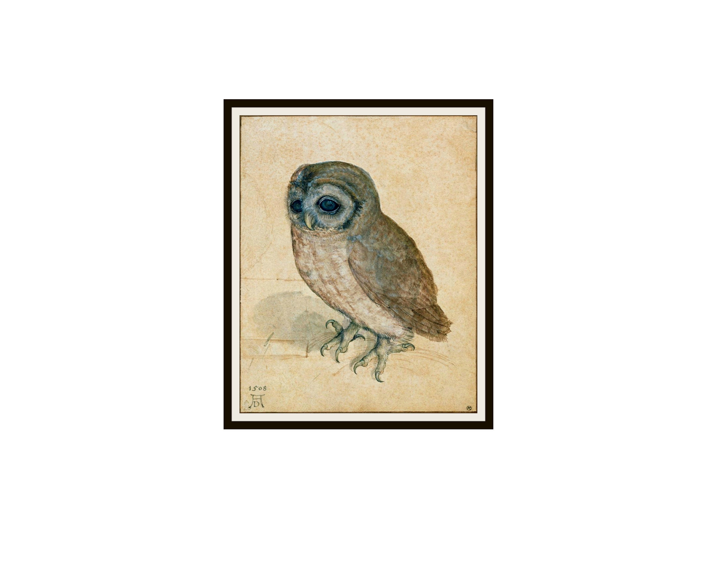 Albrecht Dürer 'Small Owl‘  Watercolor Reproduction Giclee Art Prints Unframed 5 x 7&