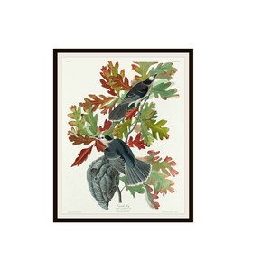 John J Audubon "Canada Jay" From Birds of America Reproduction Giclee Art Prints Unframed 5 x 7",  8 x 10" or 11 x 14", Audubon Art Print