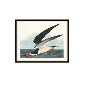 John J Audubon "Black Skimmer" From Birds of America Reproduction Giclee Art Prints Unframed 5 x 7",  8 x 10" or 11 x 14", Audubon Art Print