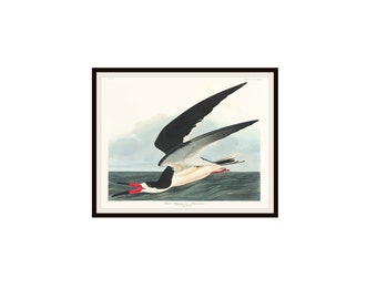 John J Audubon « Black Skimmer » de Birds of America Reproduction giclée d'art sans cadre 5 x 7", 8 x 10" ou 11 x 14", impression d'art Audubon