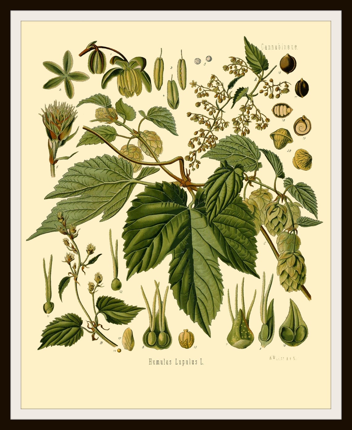 Botanical Herbal Art Print Poster Reproduction Unframed 8 X Etsy