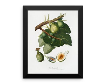 Botanical Ar Print by Giorgio Gallesio Figs Reproduction Vintage Art Print Framed poster #6