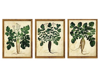Set of 3 Vintage Botanical Art Prints #1 | Antique Plant Illustrations on Aged Paper | Herbal Botanical Wall Art Collection | Unframed