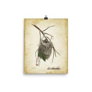 Bird&#39;s Nest Poster, Farmhouse Art, Rustic Art Print Poster