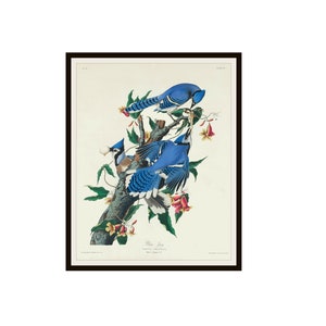 John J Audubon "Blue Jays" From Birds of America Reproduction Giclee Art Prints Unframed 5 x 7",  8 x 10" or 11 x 14", Audubon Art Print