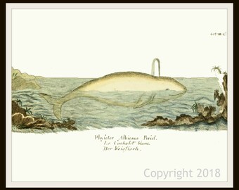 Vintage Botanical Antique Bookplate Art Print Poster Reproductions  "Whale"  Unframed 8 x 10"   Unframed, Seashore Decor, Ocean Decor