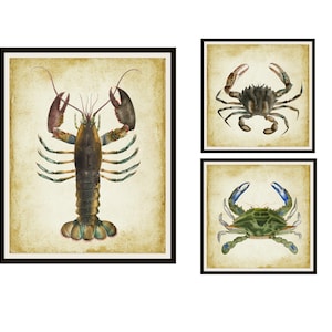 Set of 3 Vintage Botanical Art Print Poster Reproductions  &quot;Lobster and Crabs&quot;  Unframed Marine Prints, Beach House Ocean Art Prints