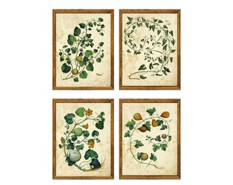 Set of 4  Vintage Botanical Art Prints  | Antique Plant Illustrations on Aged Paper |  Herbal Botanical Wall Art Collection  | Unframed